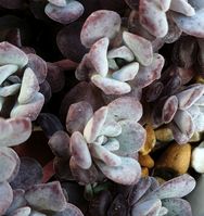 Sedum spathulifolium 'Purpureum'